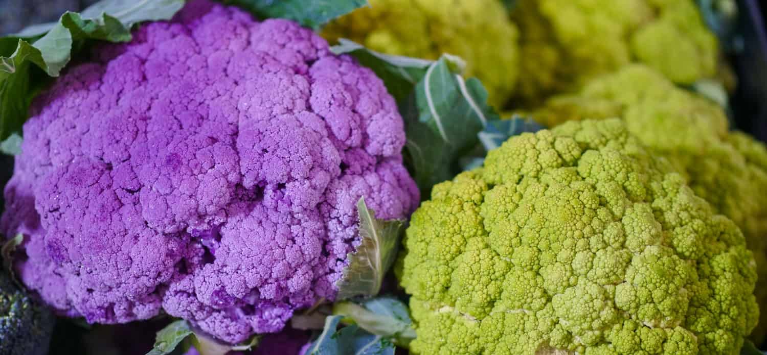 Purple color and light yellow color cauliflower