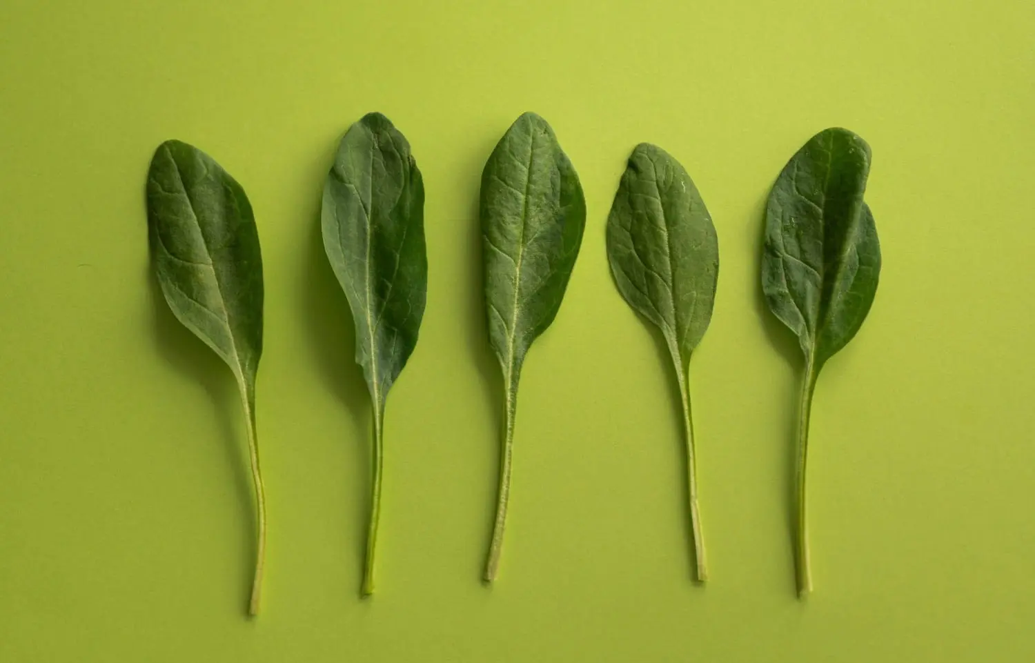 Spinach leaves with green background 