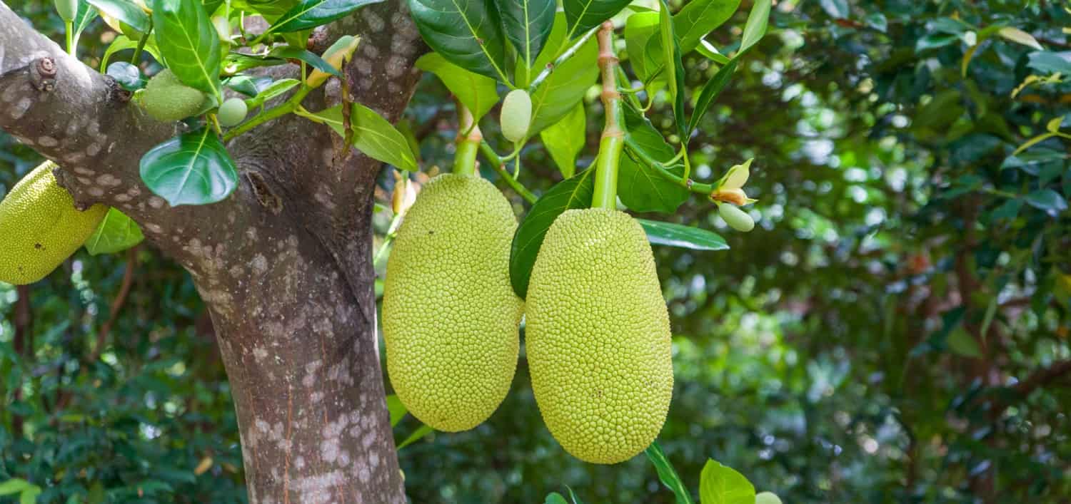 Two jackfruits are hanging on the tree