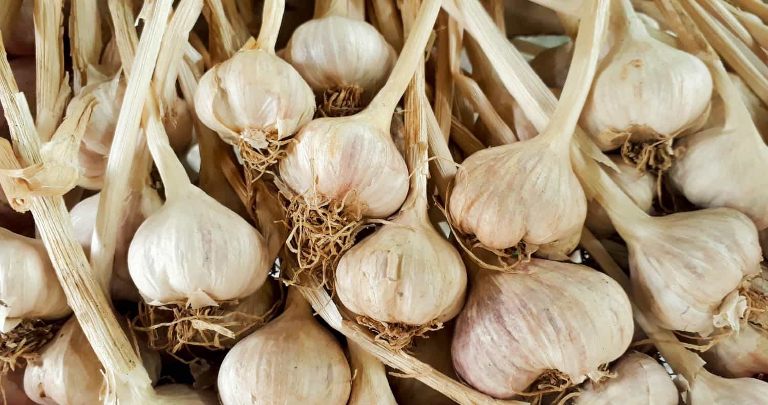 A lot of garlic together