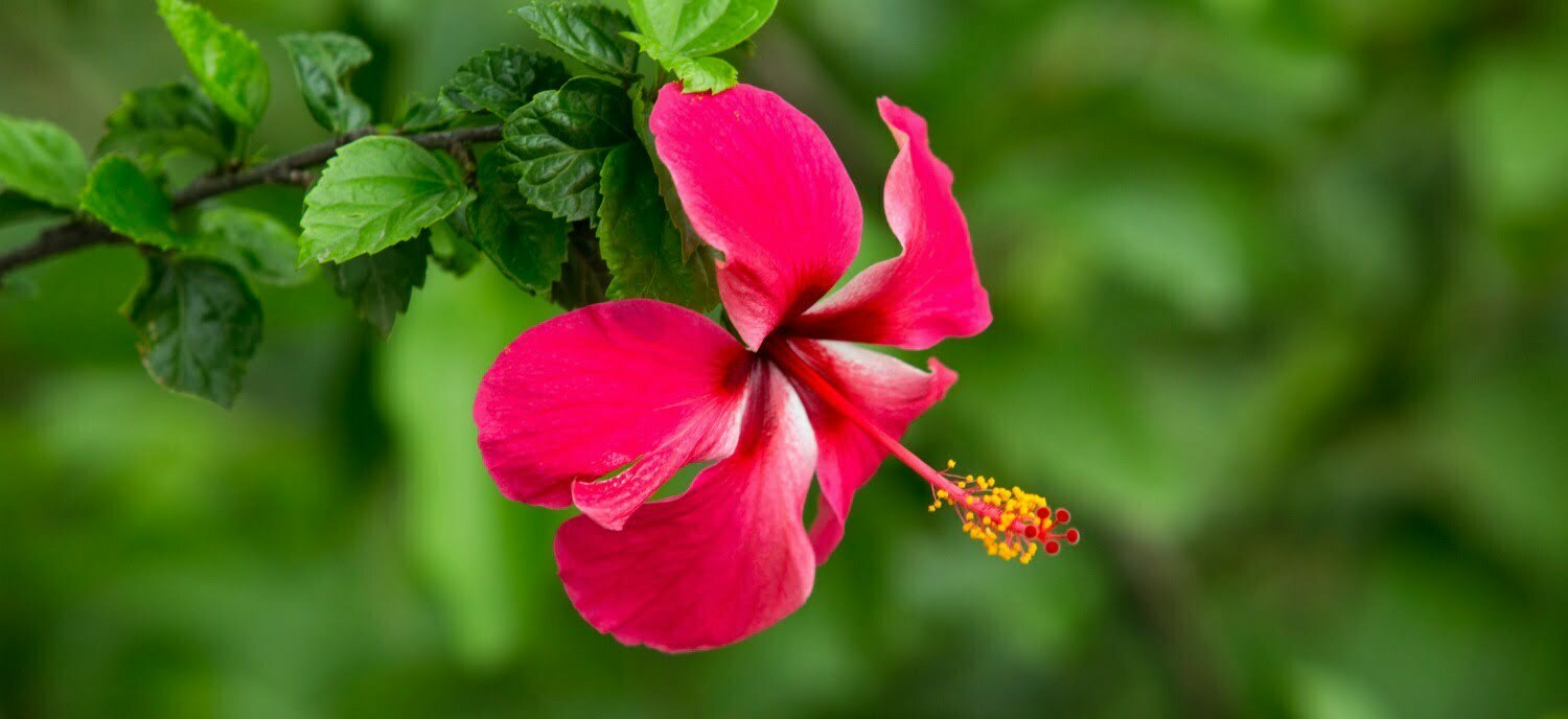 Hibiscus rosa-sinensis health benefits