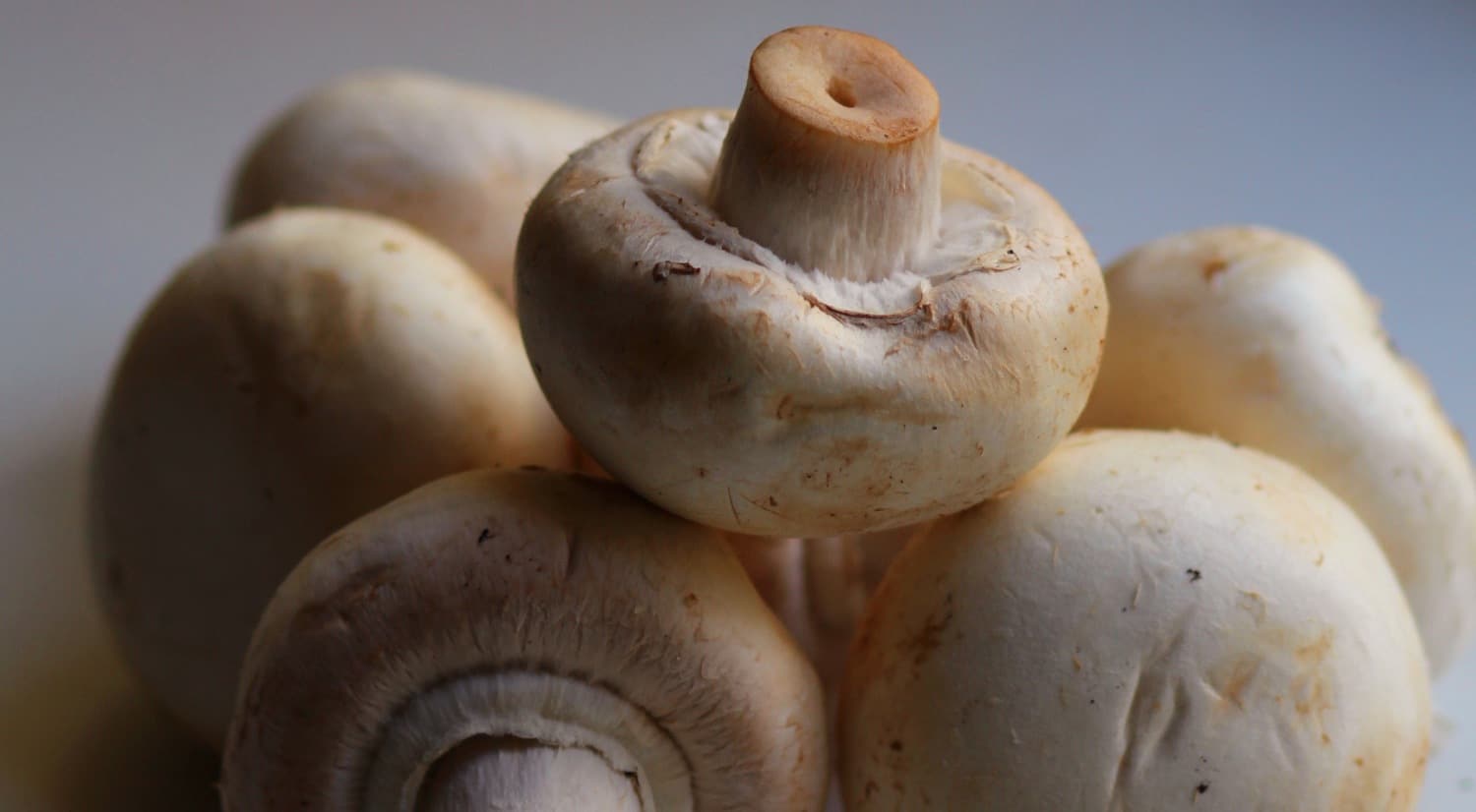 Many Mushroom -min