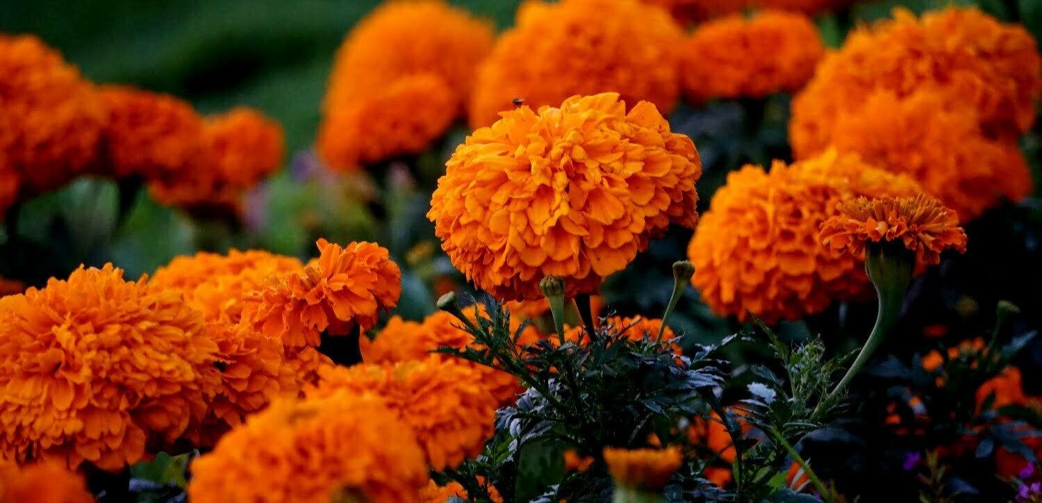 Orange color Marigold Flower