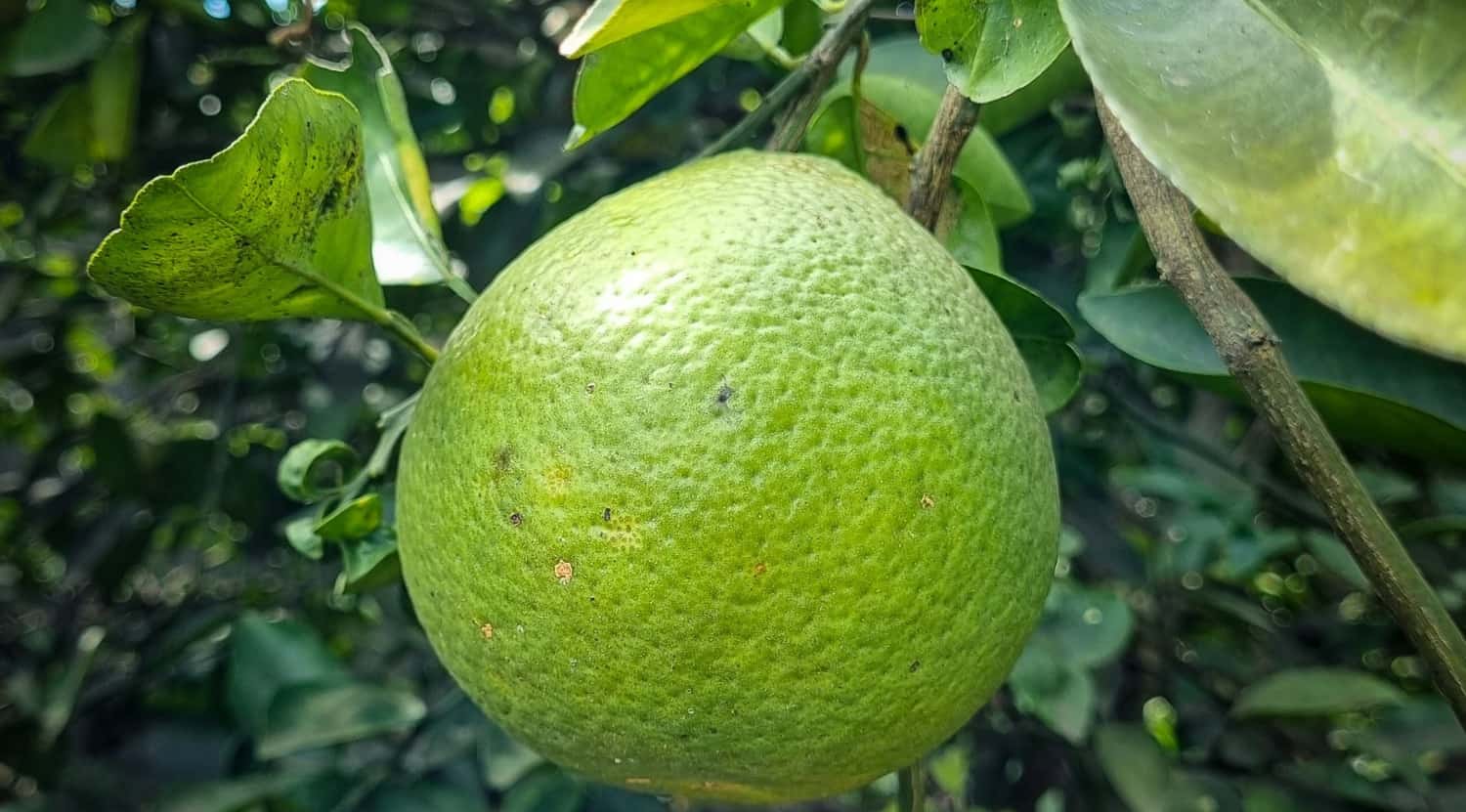 Health benefit of pomelo