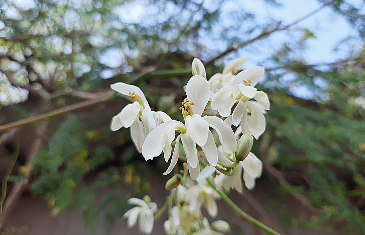 Moringa plant flower
