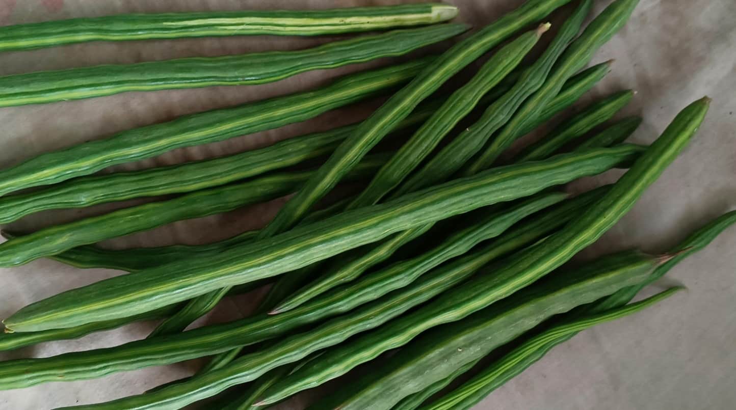 moringa sticks benefits
