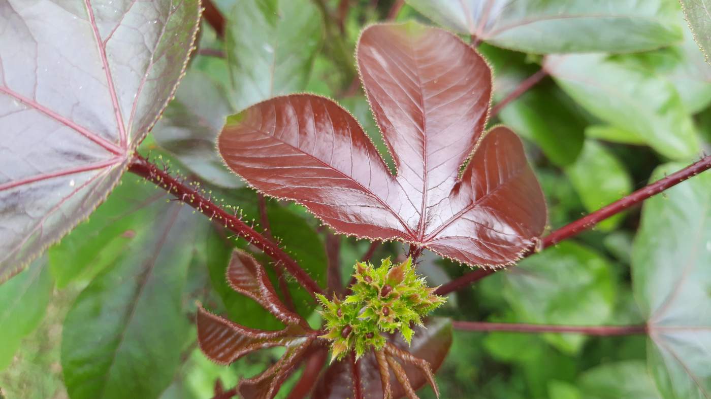 Closeups of Jatropha gossypiifolia Plant