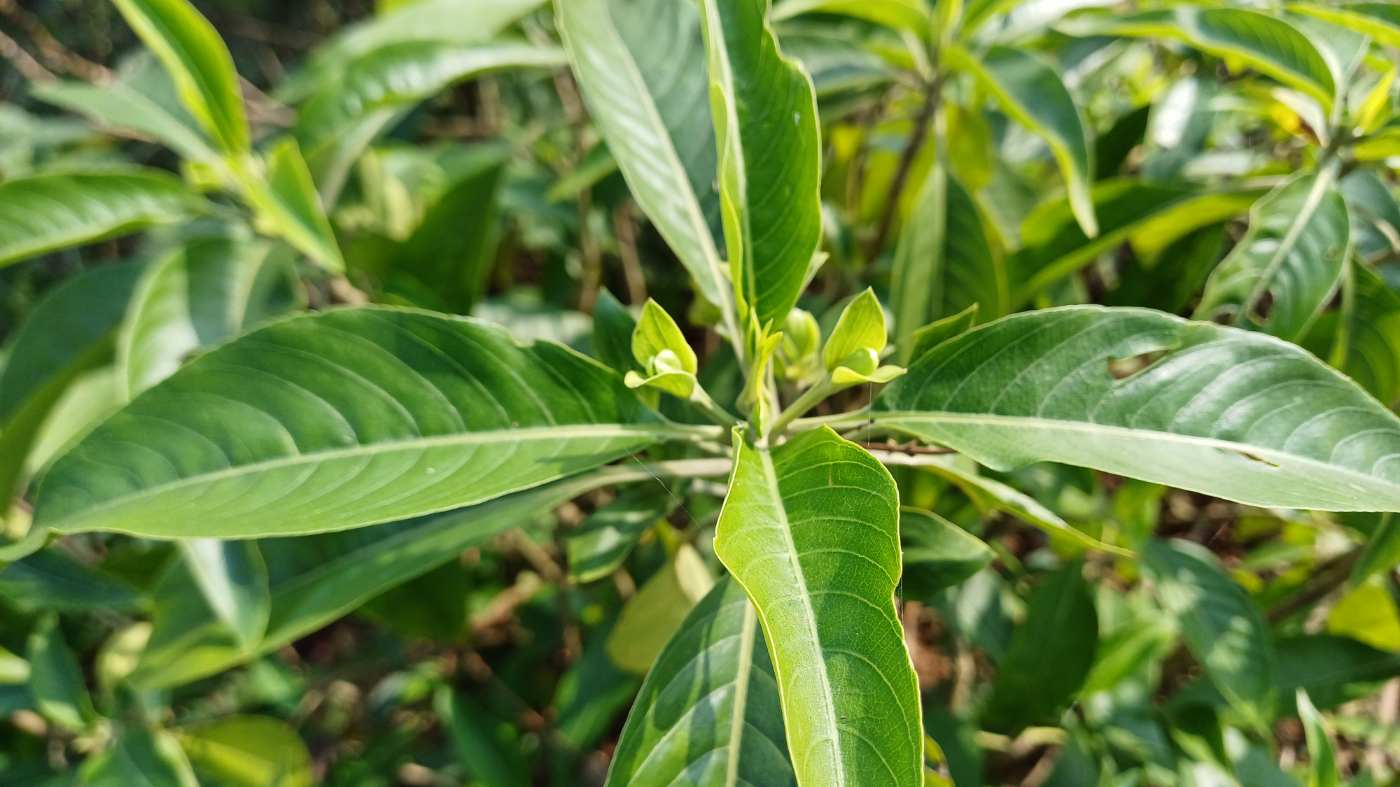 basak leaves