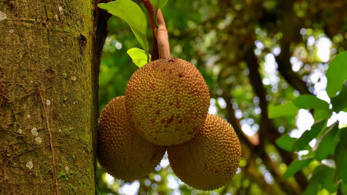 jackfruit is hanging