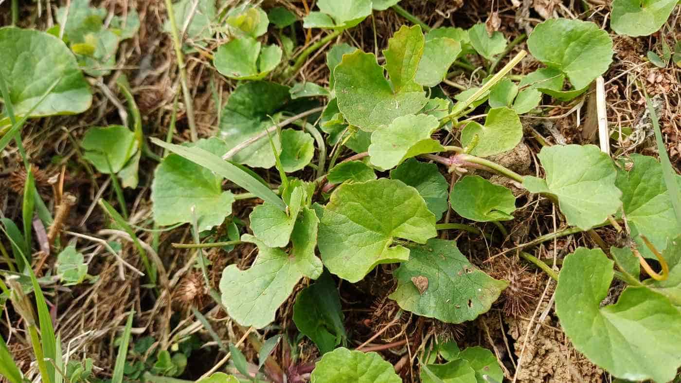 Centella asiatica for skin health