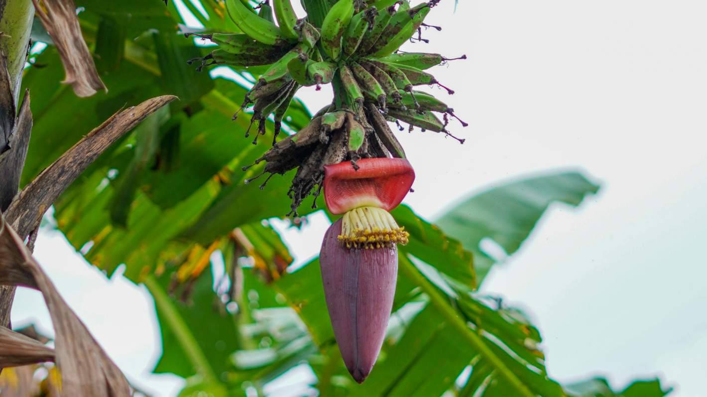 plantain flower side effects